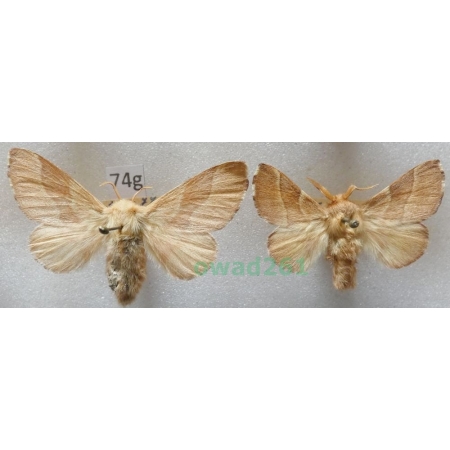 Malacosoma neustria (Linnaeus, 1758) pair Barczatka pierścieniówka, Prządka pierścienica Czech74g